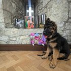 a puppy at student end of year art exhibition in medieval venue